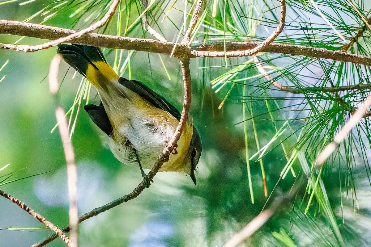 American Redstart - ML641117554