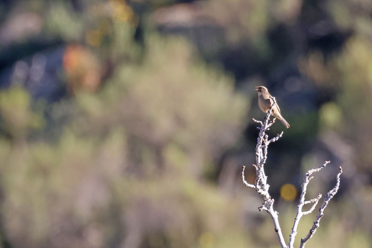 Streaky-headed Seedeater - ML641117555