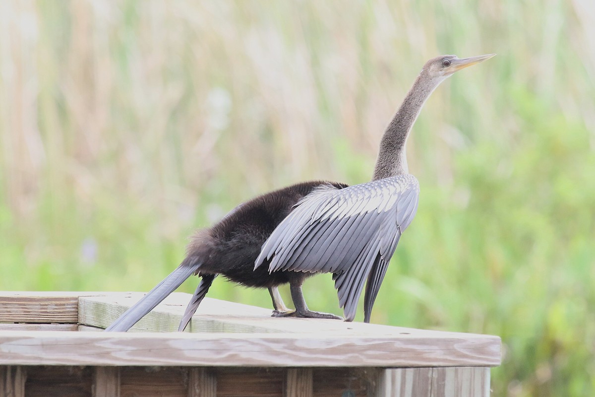 Anhinga - ML641117558
