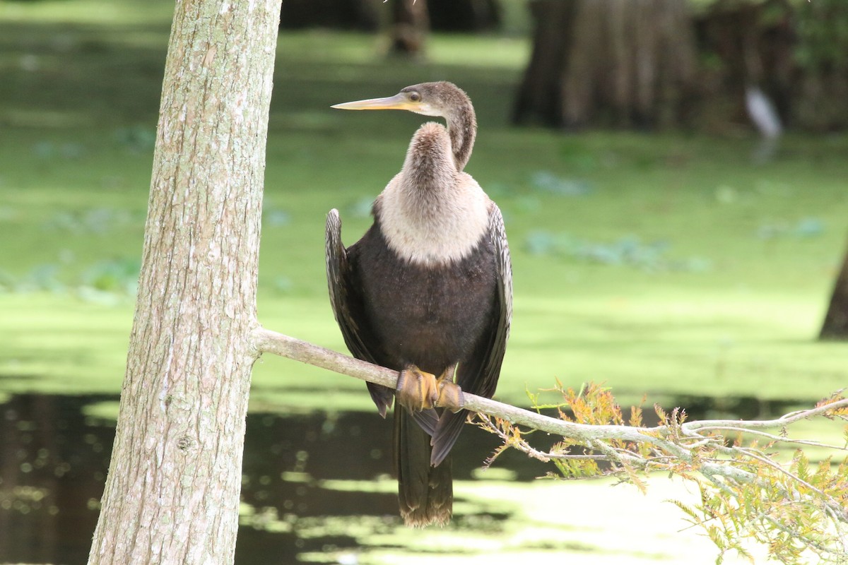 Anhinga - ML641117559