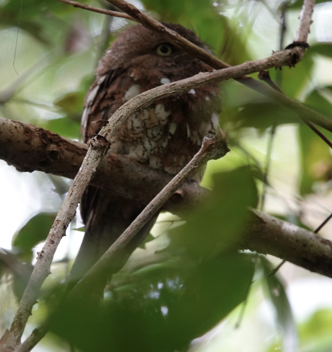 Blyth's Frogmouth (Blyth's) - ML641117562