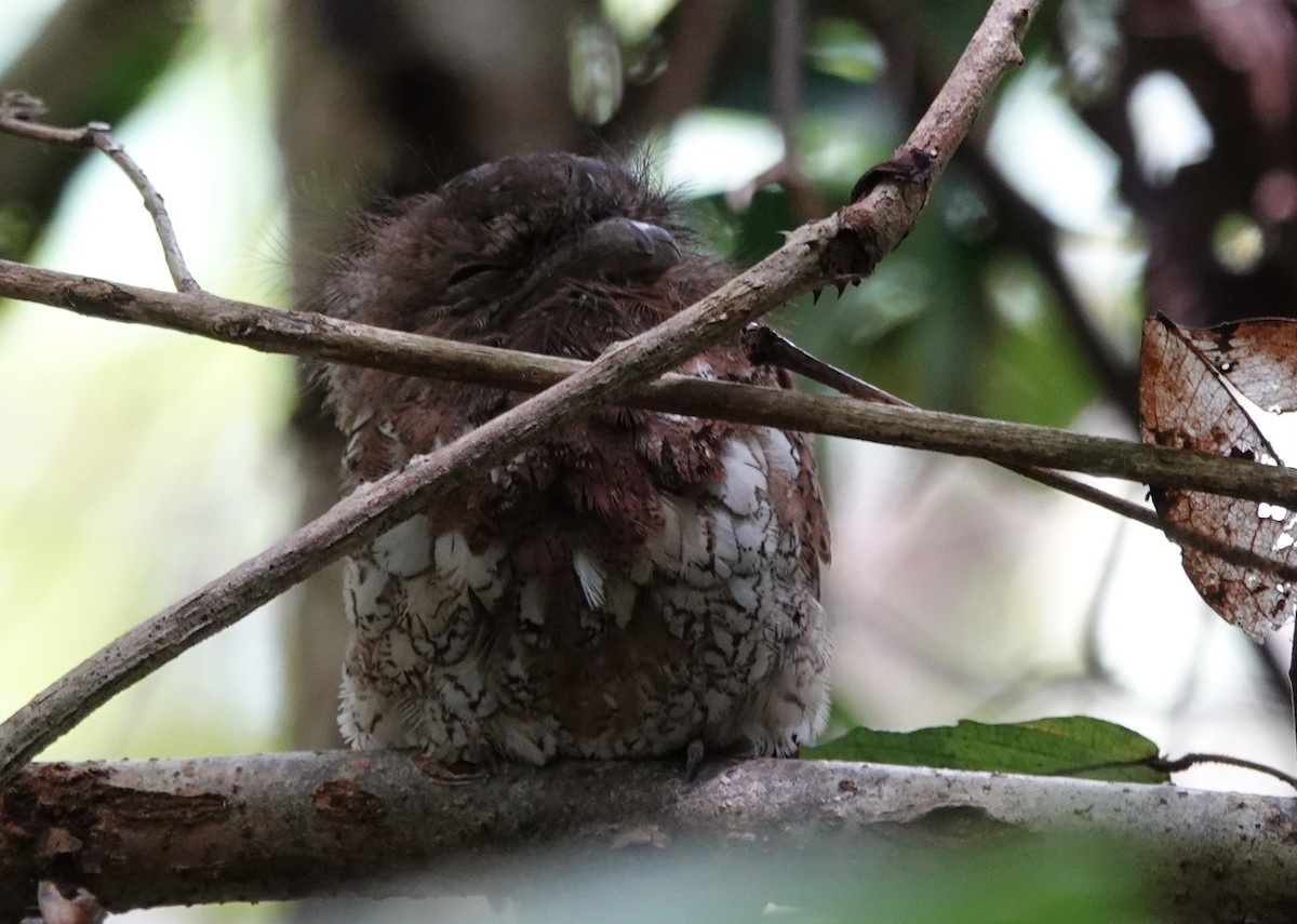 Blyth's Frogmouth (Blyth's) - ML641117563