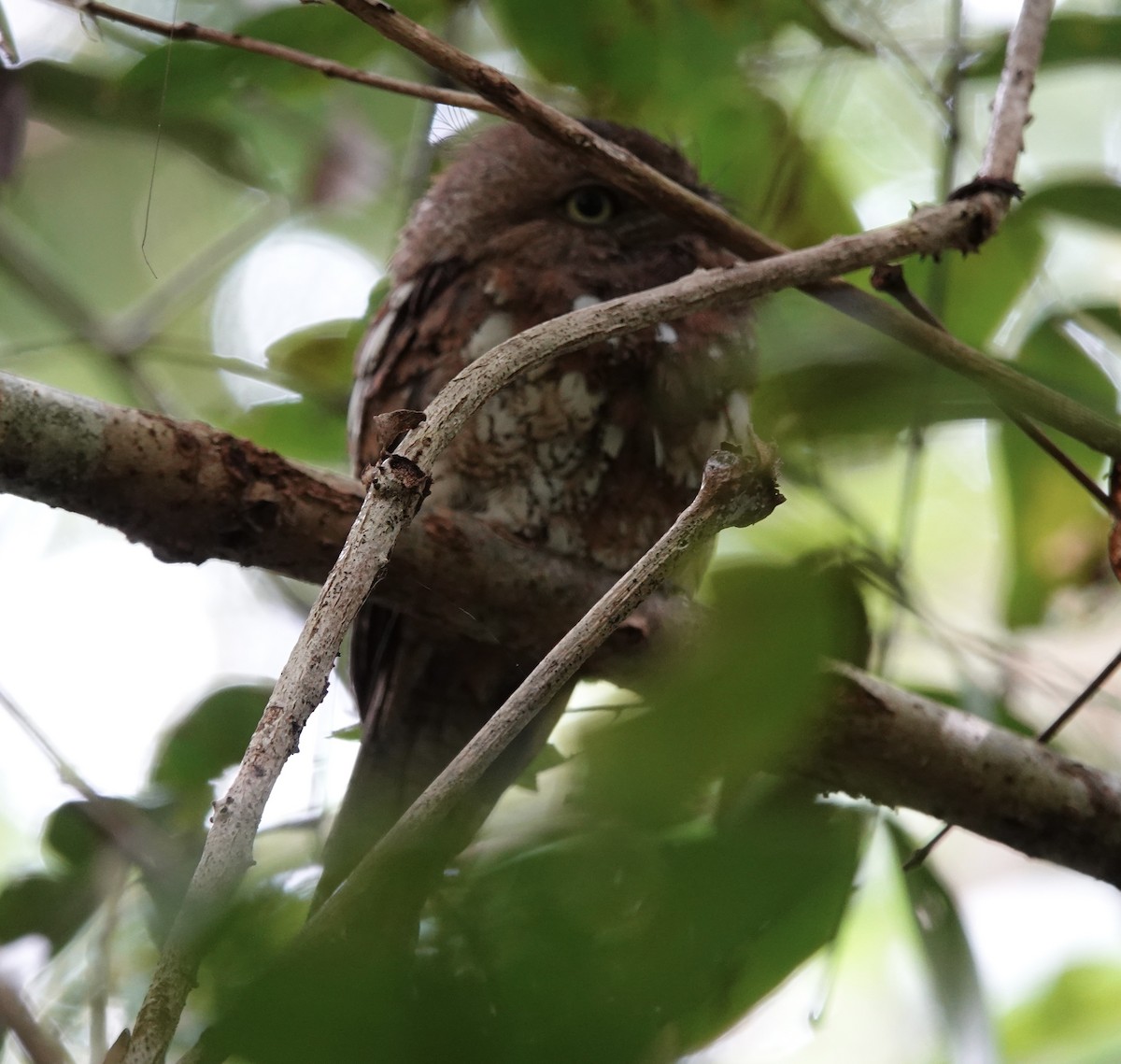 Blyth's Frogmouth (Blyth's) - ML641117564