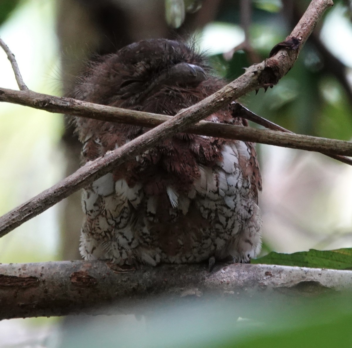 Blyth's Frogmouth (Blyth's) - ML641117565
