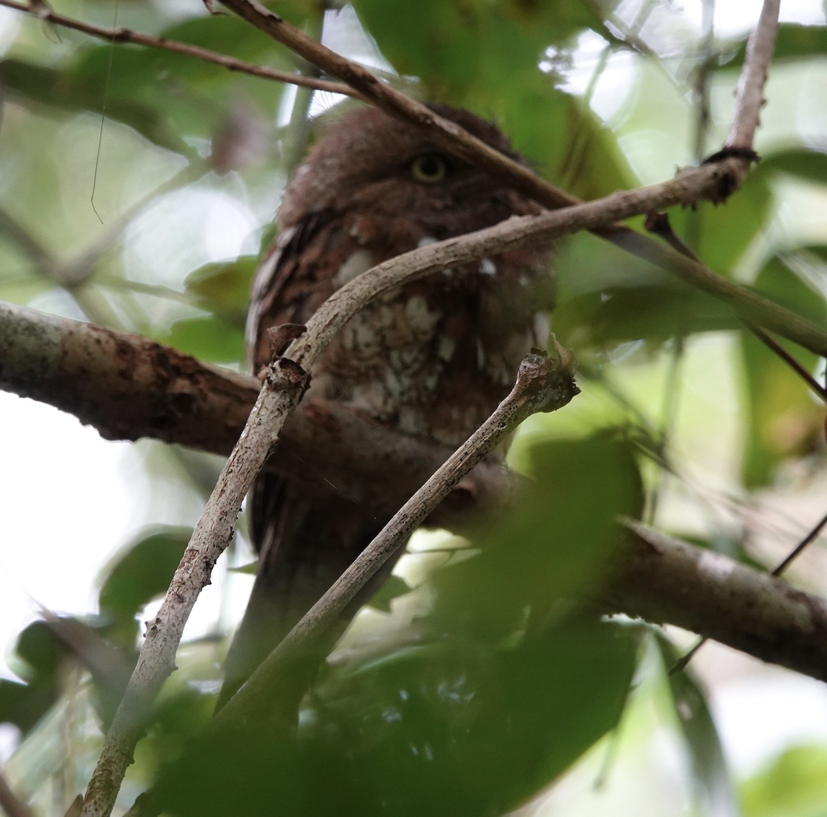 Blyth's Frogmouth (Blyth's) - ML641117566