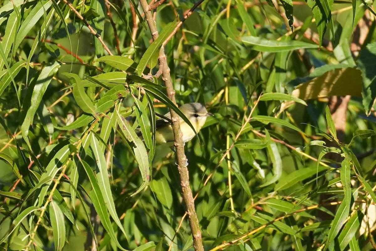 ויראו זיתני - ML641117571