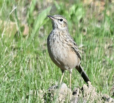 Nicholson's Pipit - ML641117575