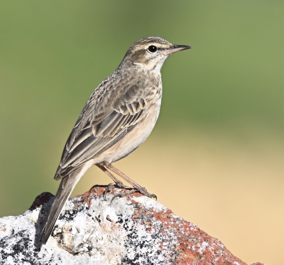 Nicholson's Pipit - ML641117576