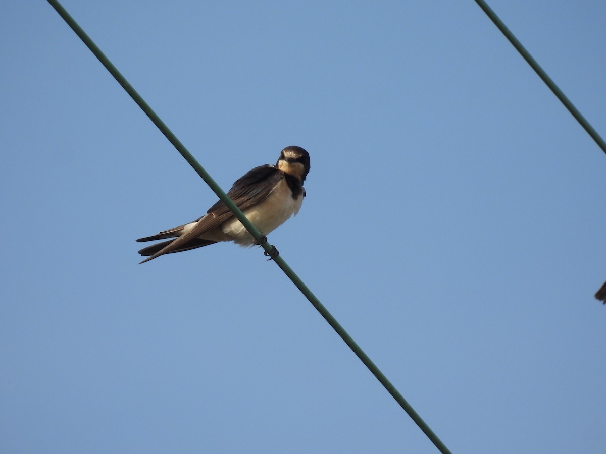 Hirondelle rustique - ML641117635