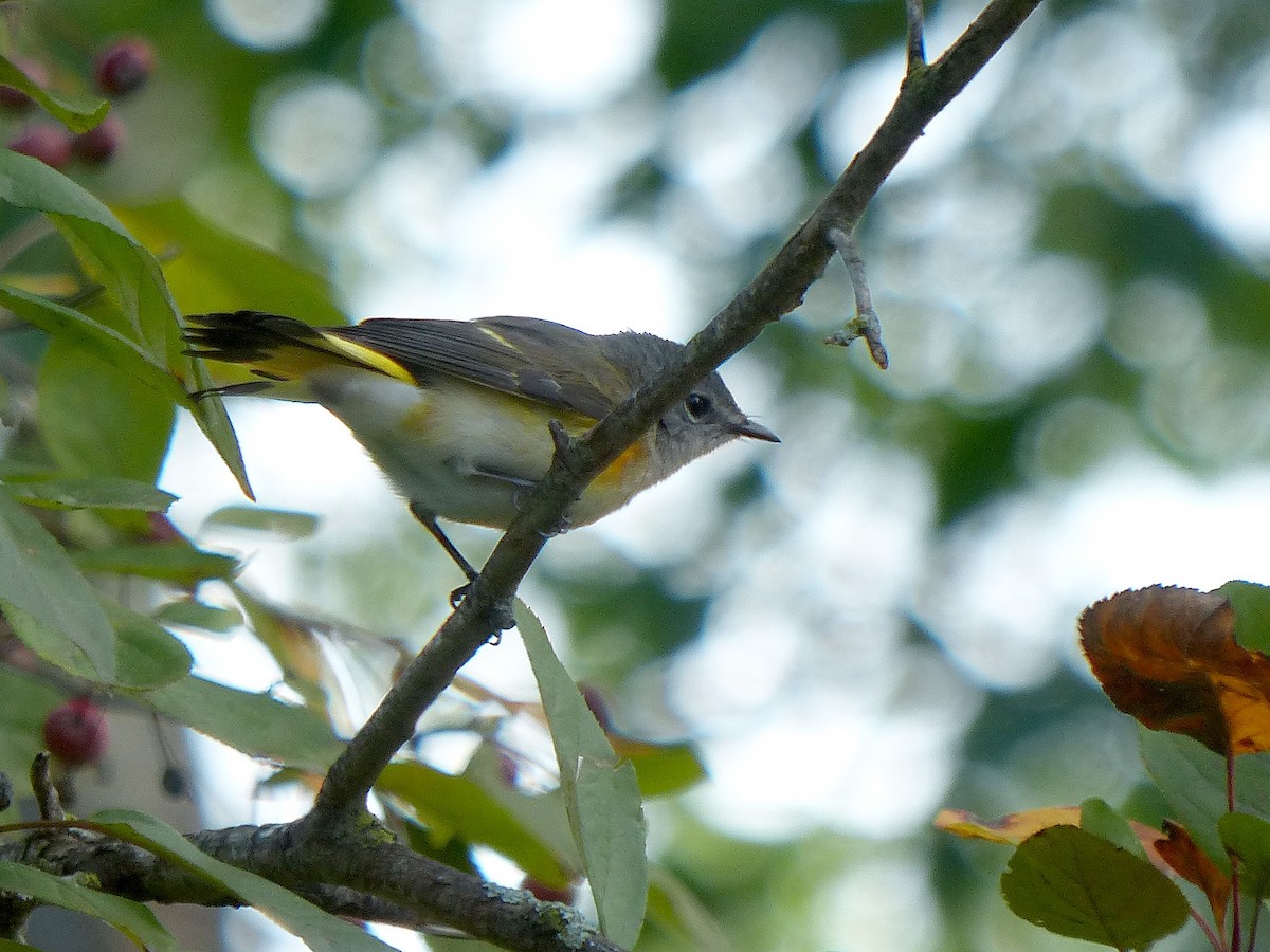 American Redstart - ML641117643