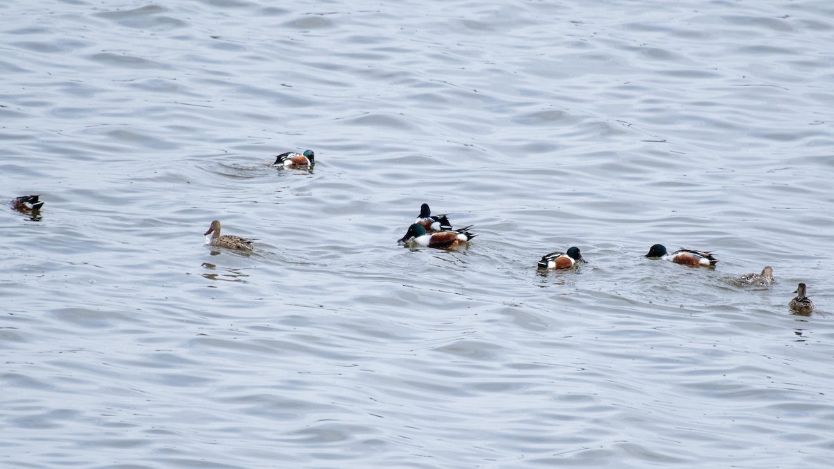 Northern Shoveler - ML641117651