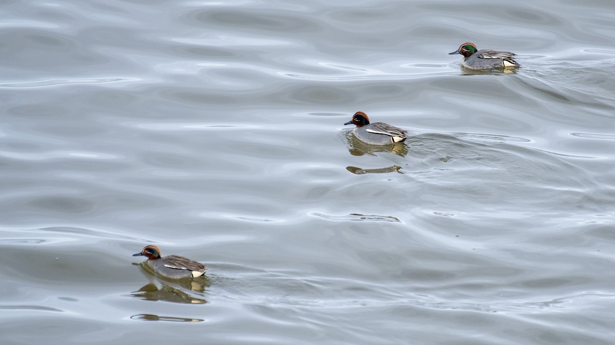 Green-winged Teal - ML641117657