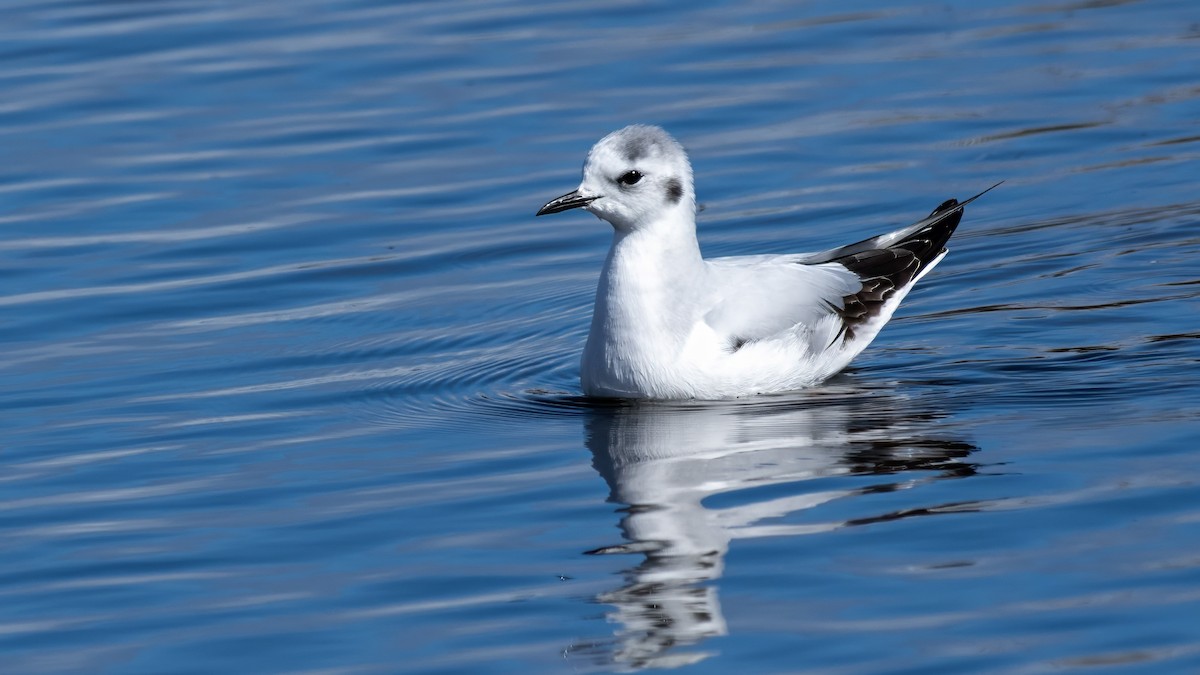 Little Gull - ML641117664