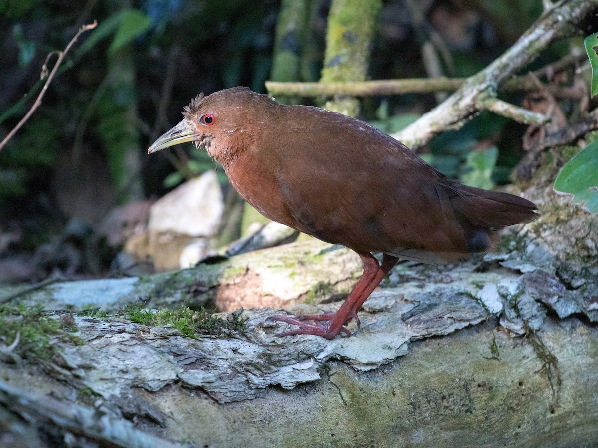 Uniform Crake - ML641117666