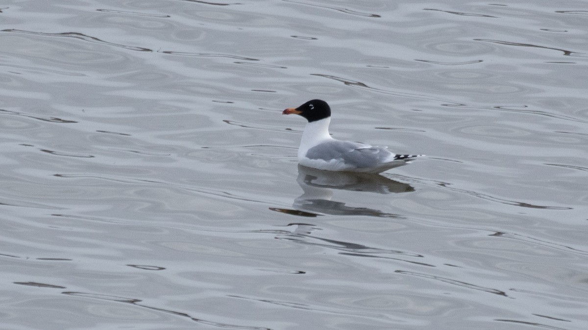Pallas's Gull - ML641117681