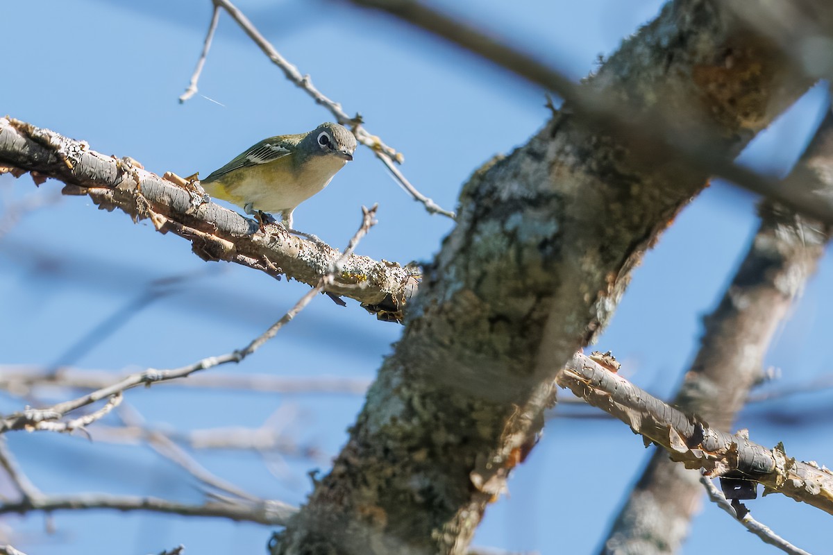 Blue-headed Vireo - ML641117690