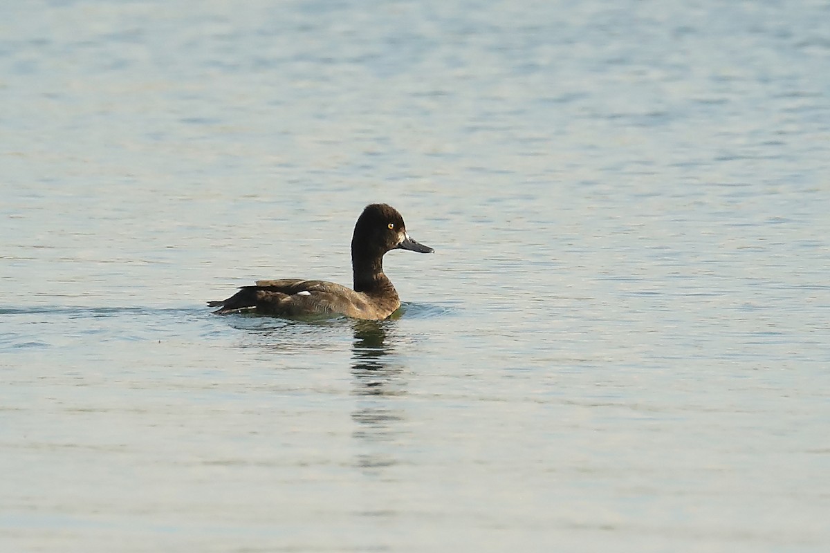 Lesser Scaup - ML641117707