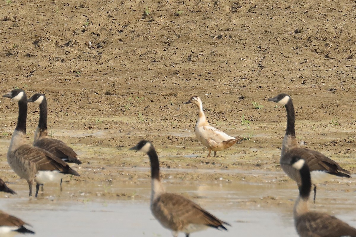 anatidé sp. (canard sp.) - ML641117716