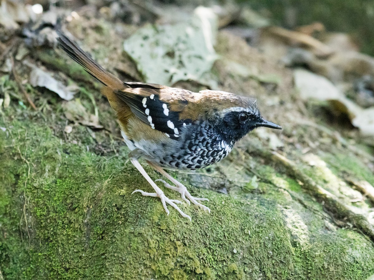 Squamate Antbird - ML641117756