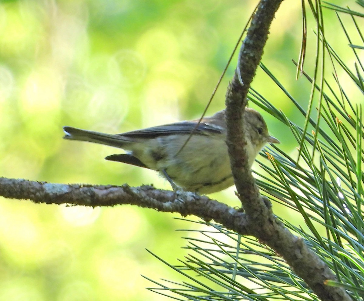 Pine Warbler - ML641117766