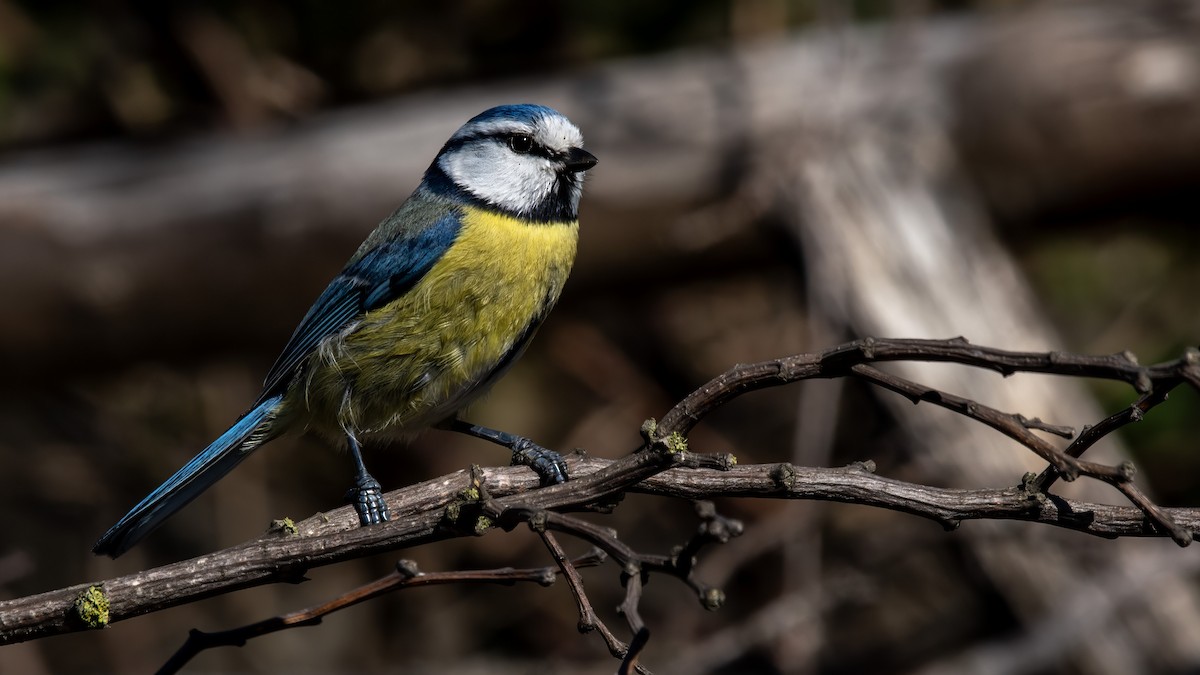 Eurasian Blue Tit - ML641117776