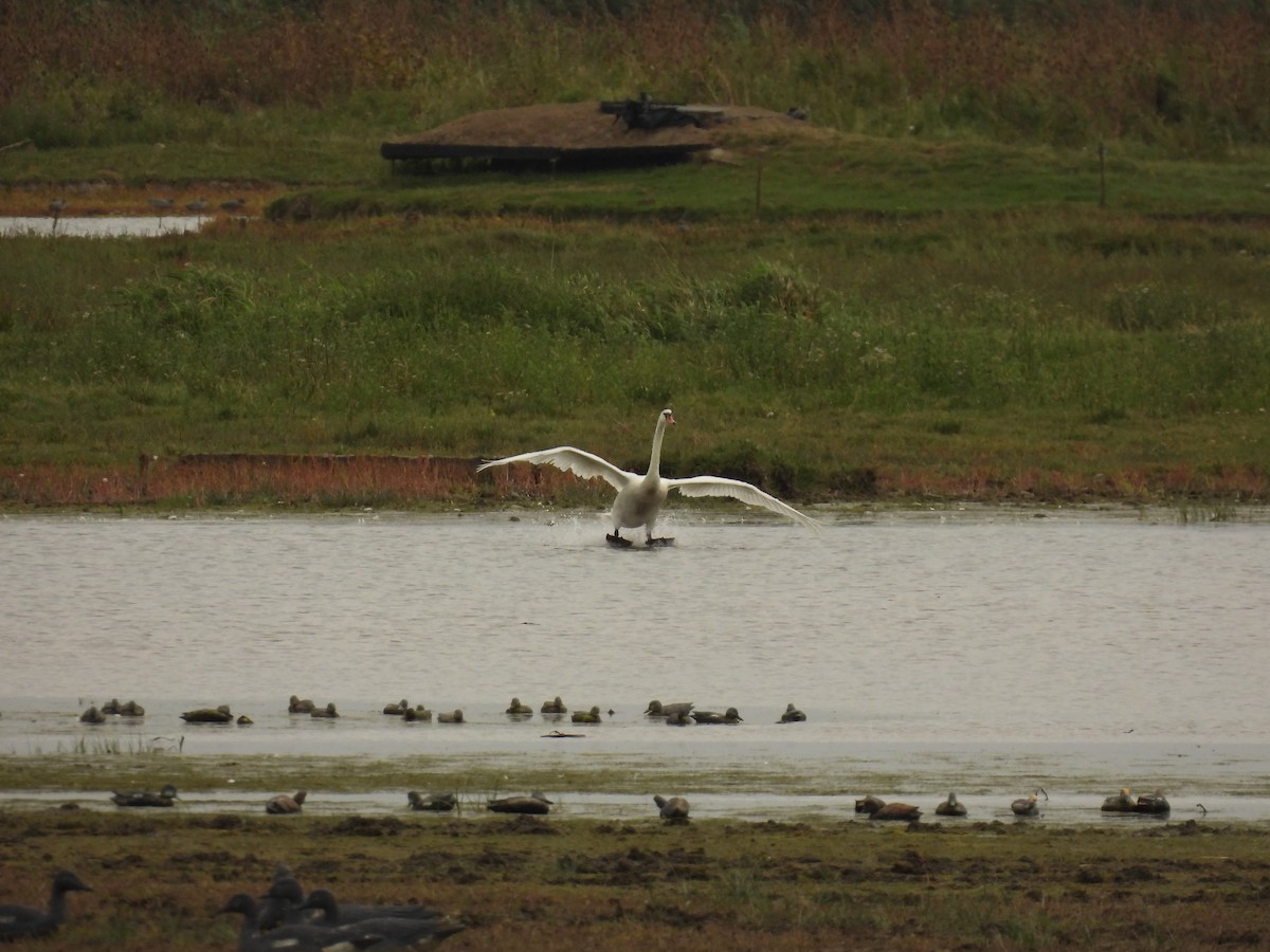 Mute Swan - ML641117782