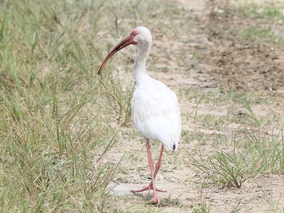 White Ibis - ML641117855