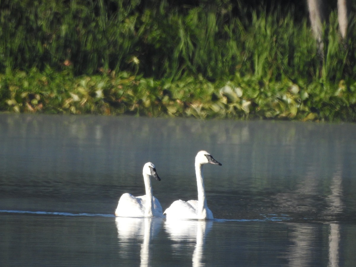 Trumpeter Swan - ML641117862