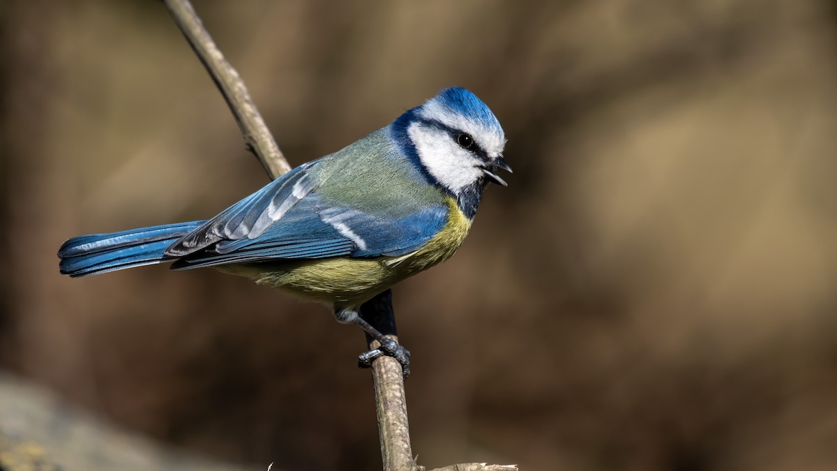 Eurasian Blue Tit - ML641117881