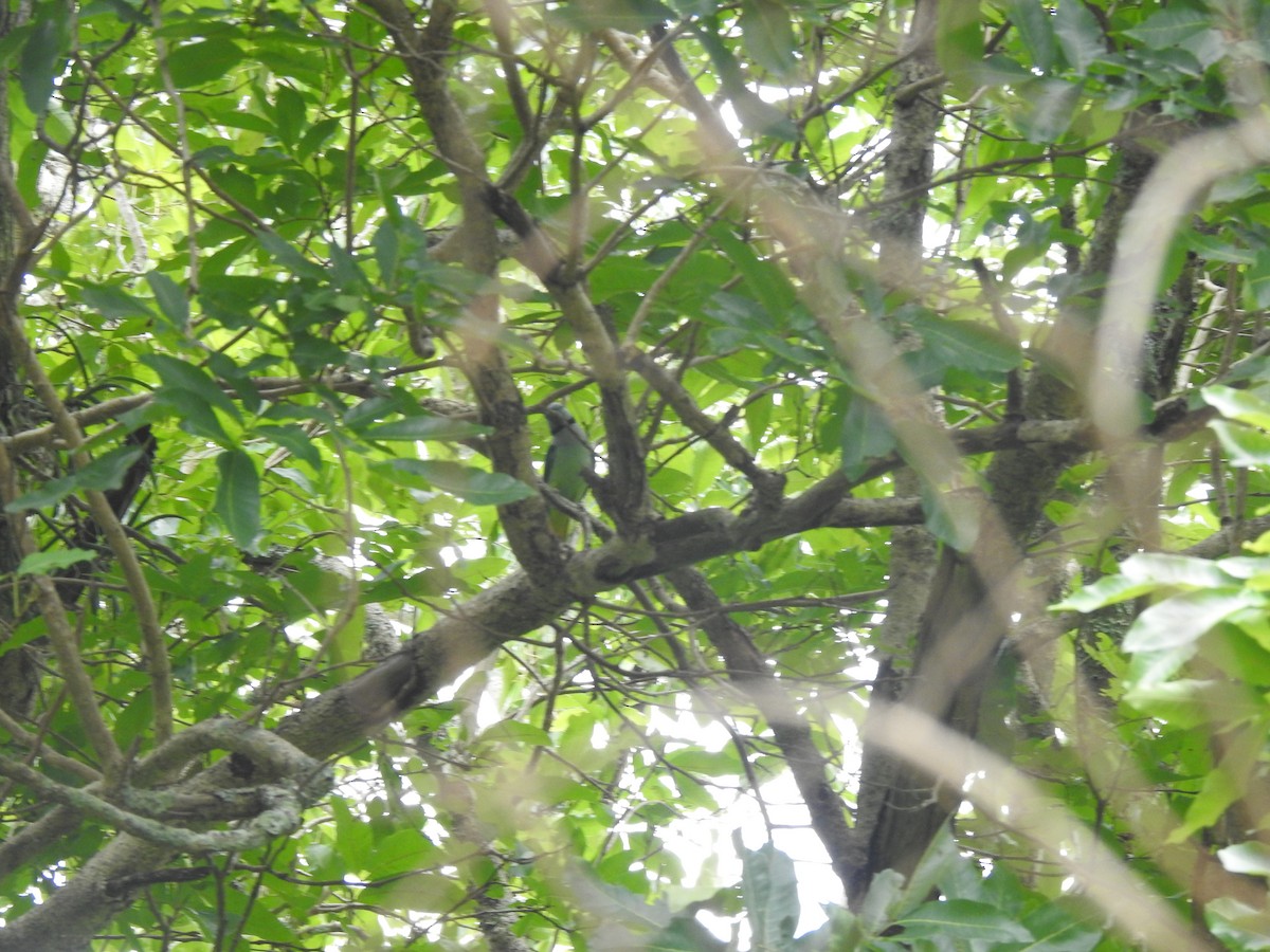 Malabar Parakeet - ML641117905
