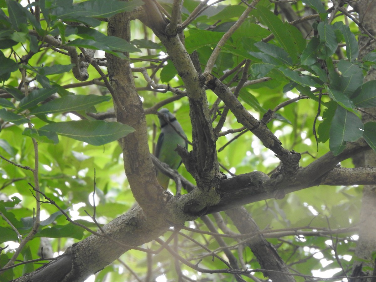 Malabar Parakeet - ML641117907