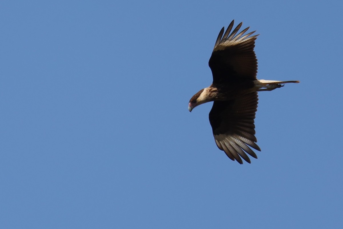 Crested Caracara (Northern) - ML641117916