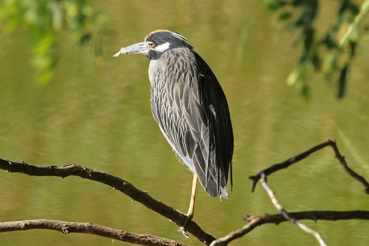 Yellow-crowned Night Heron - ML641117967