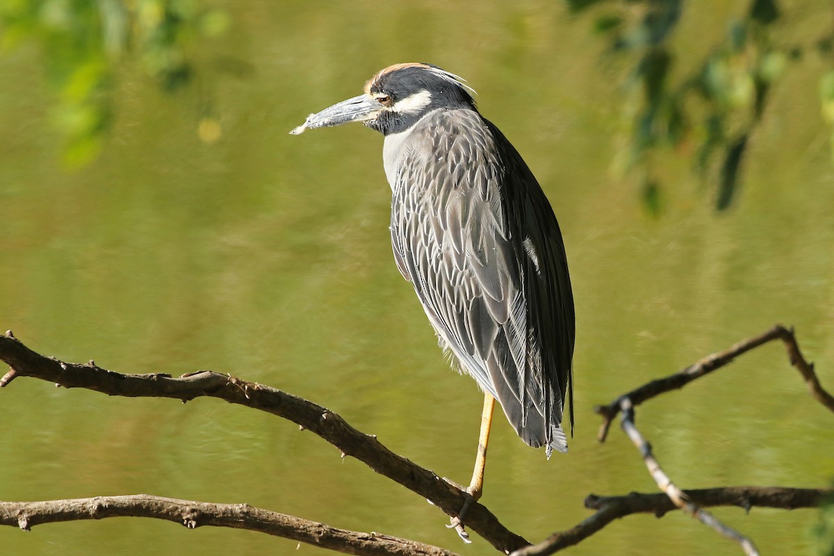 Yellow-crowned Night Heron - ML641117968