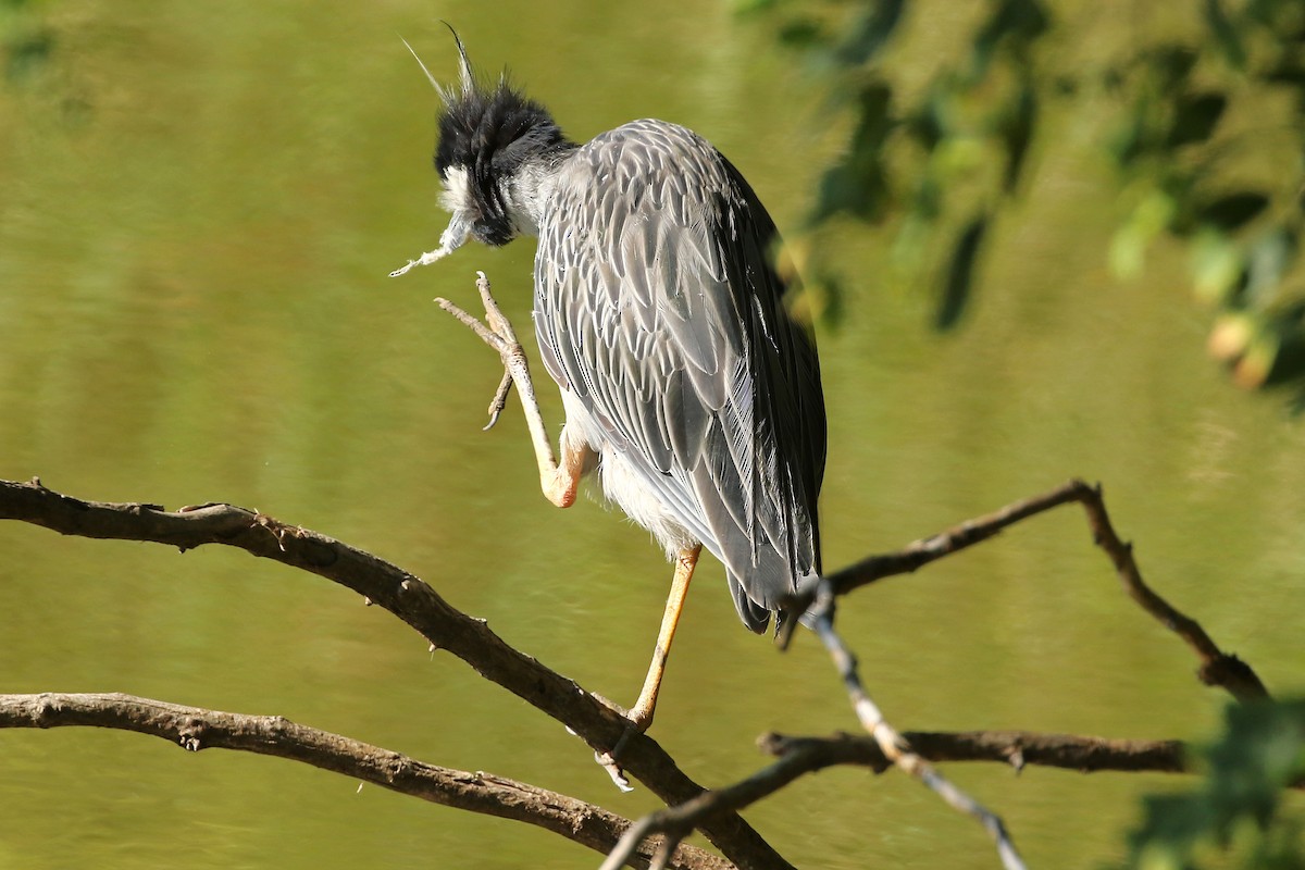 Yellow-crowned Night Heron - ML641117969