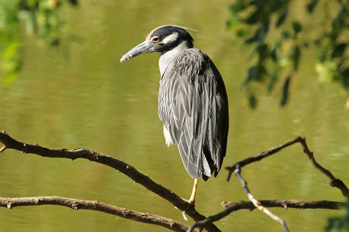 Yellow-crowned Night Heron - ML641117970