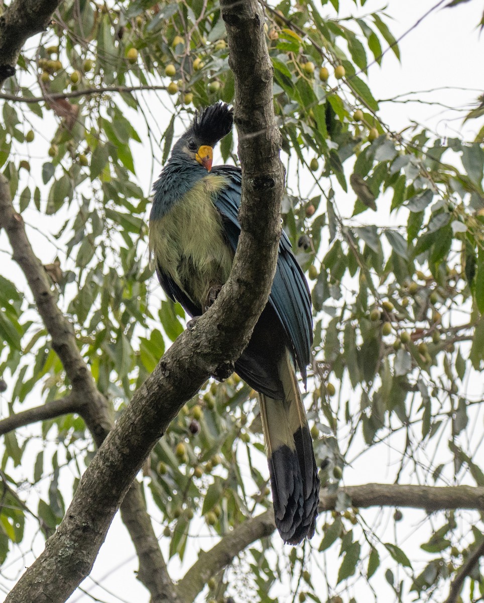 Great Blue Turaco - ML641117974
