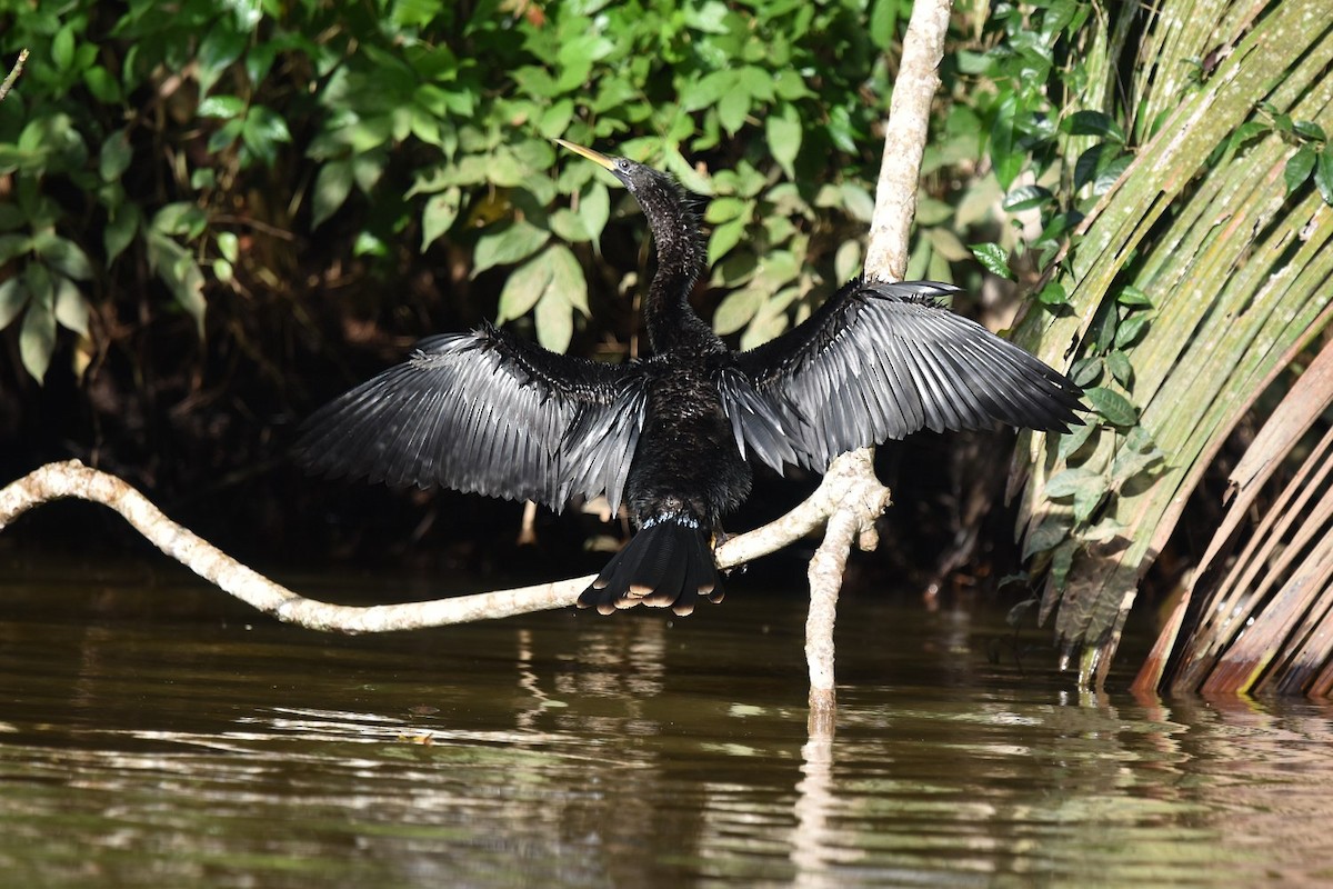 Anhinga - ML641117979