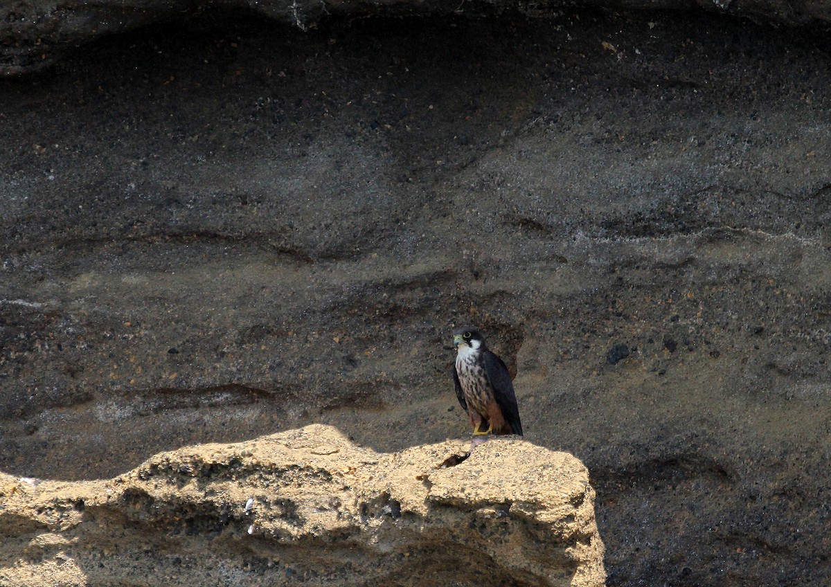 Eleonora's Falcon - ML641117990