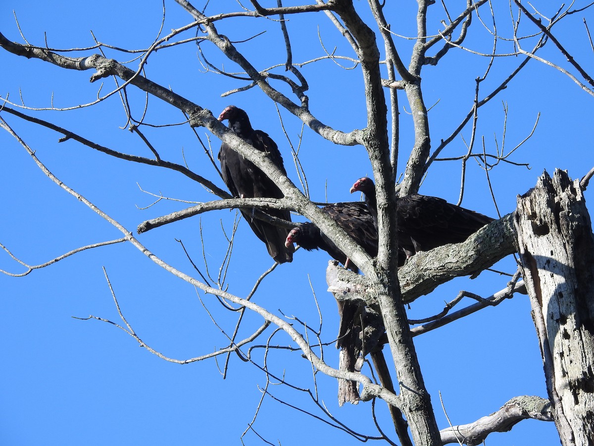 Turkey Vulture - ML641117996