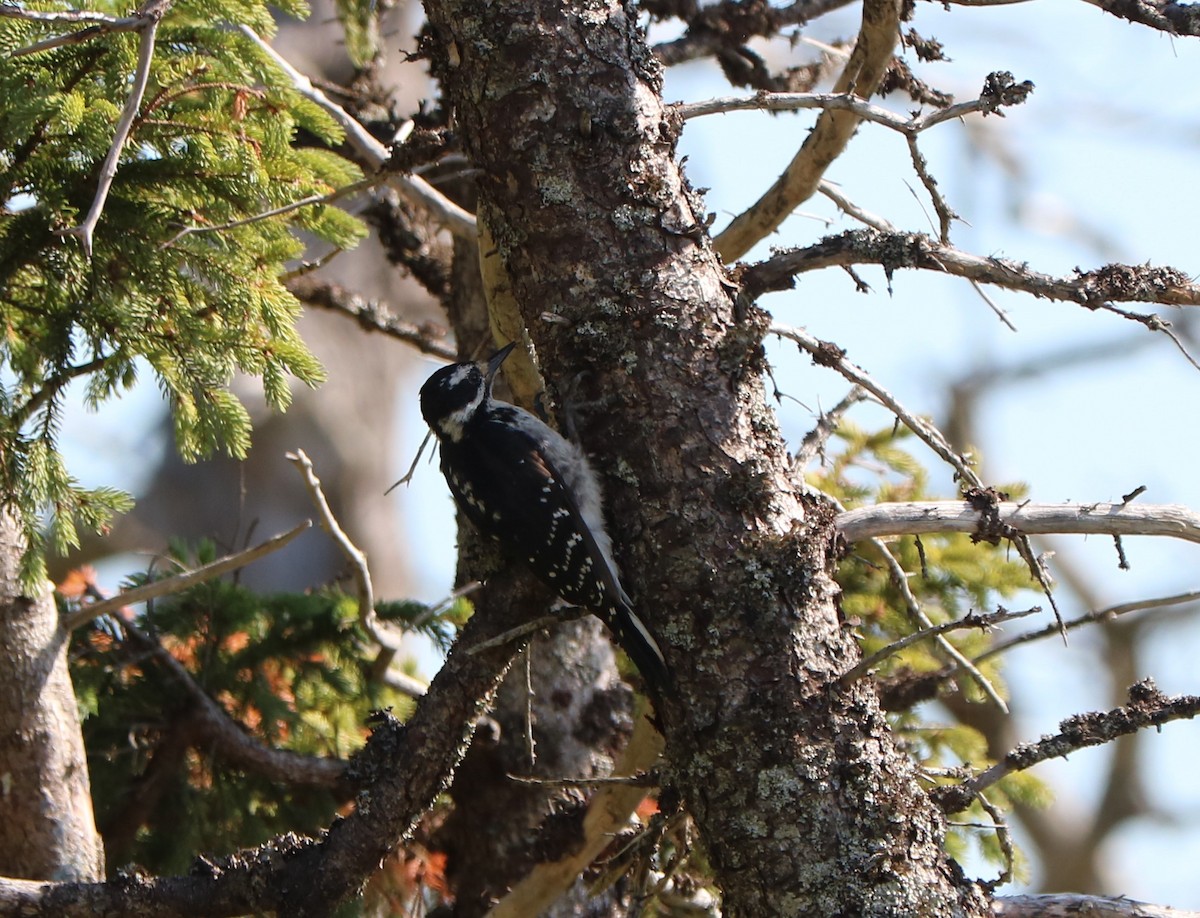 Hairy Woodpecker - ML641118022