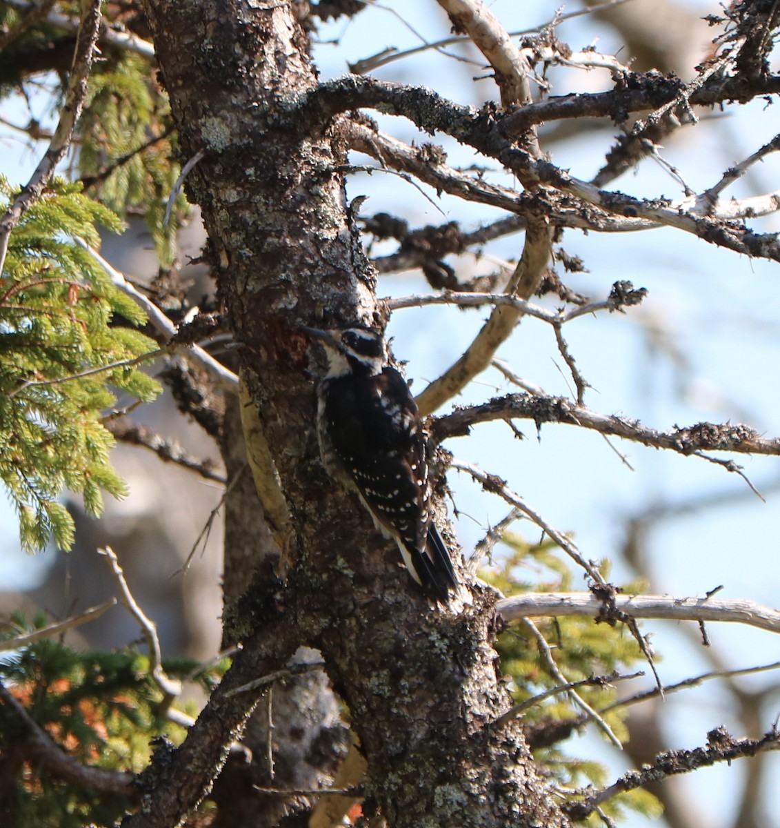 Hairy Woodpecker - ML641118023