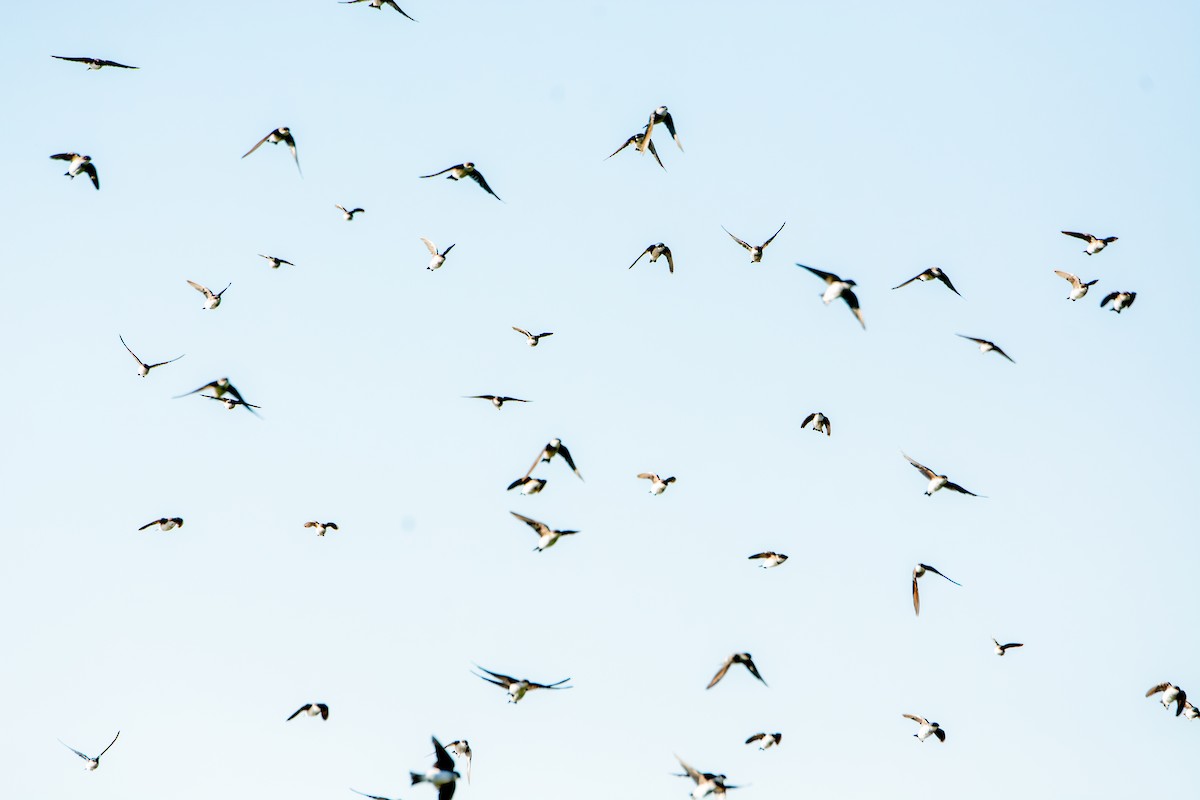 Tree Swallow - ML641118029