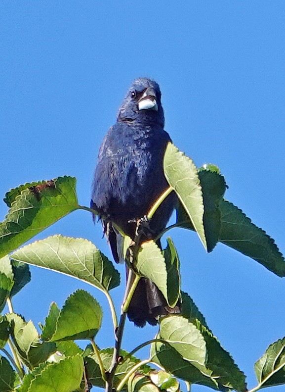 blåtykknebb - ML641118035