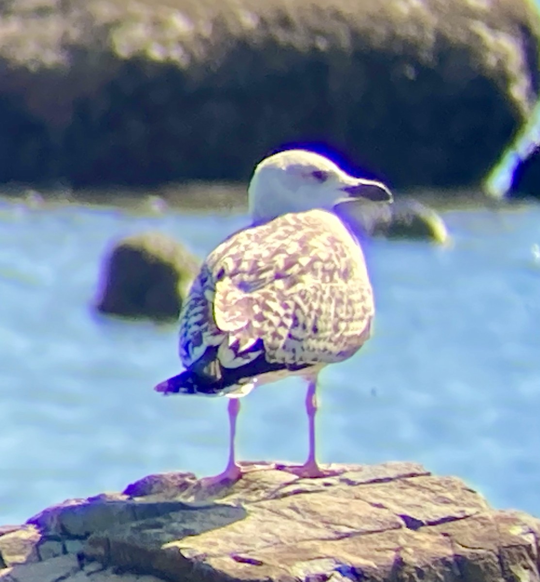 Great Black-backed Gull - ML641118049