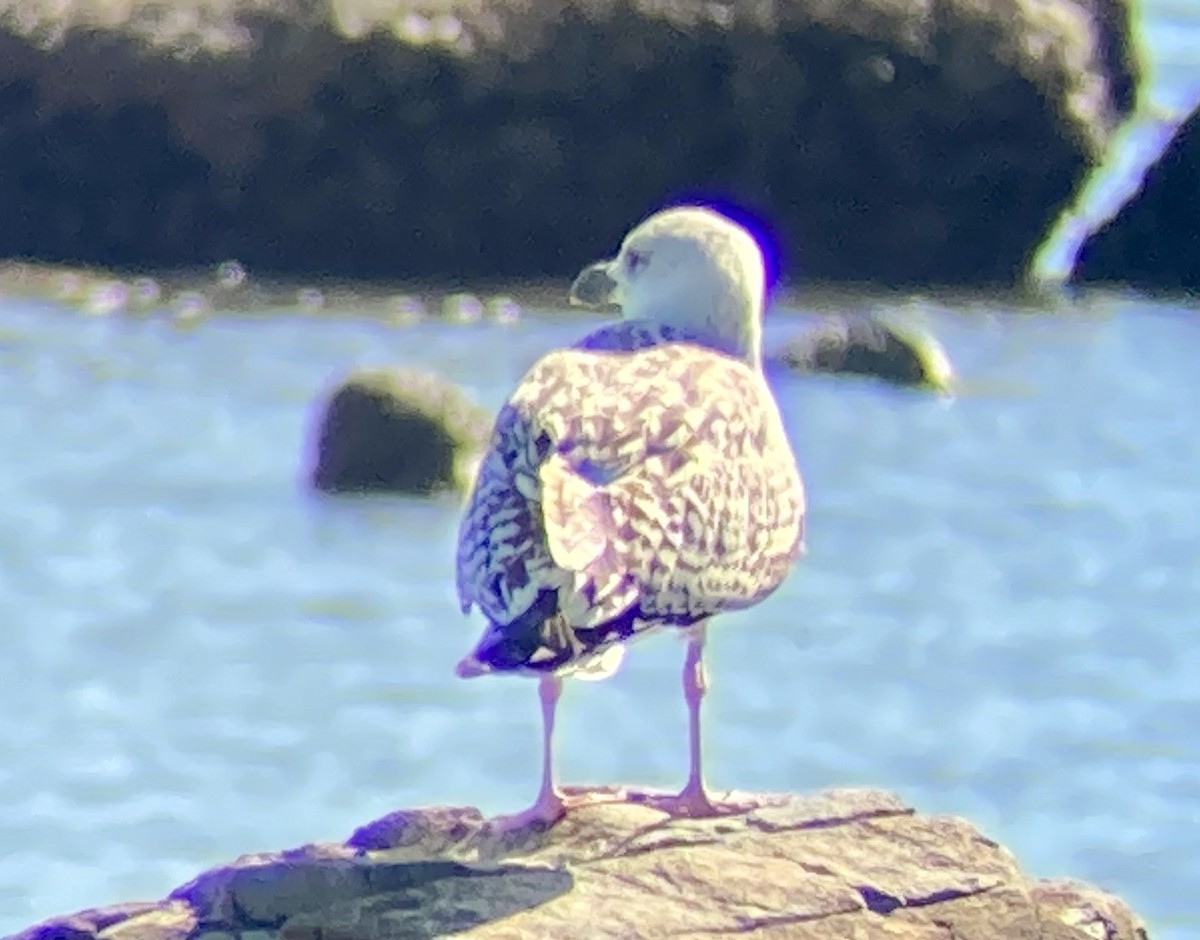 Great Black-backed Gull - ML641118050