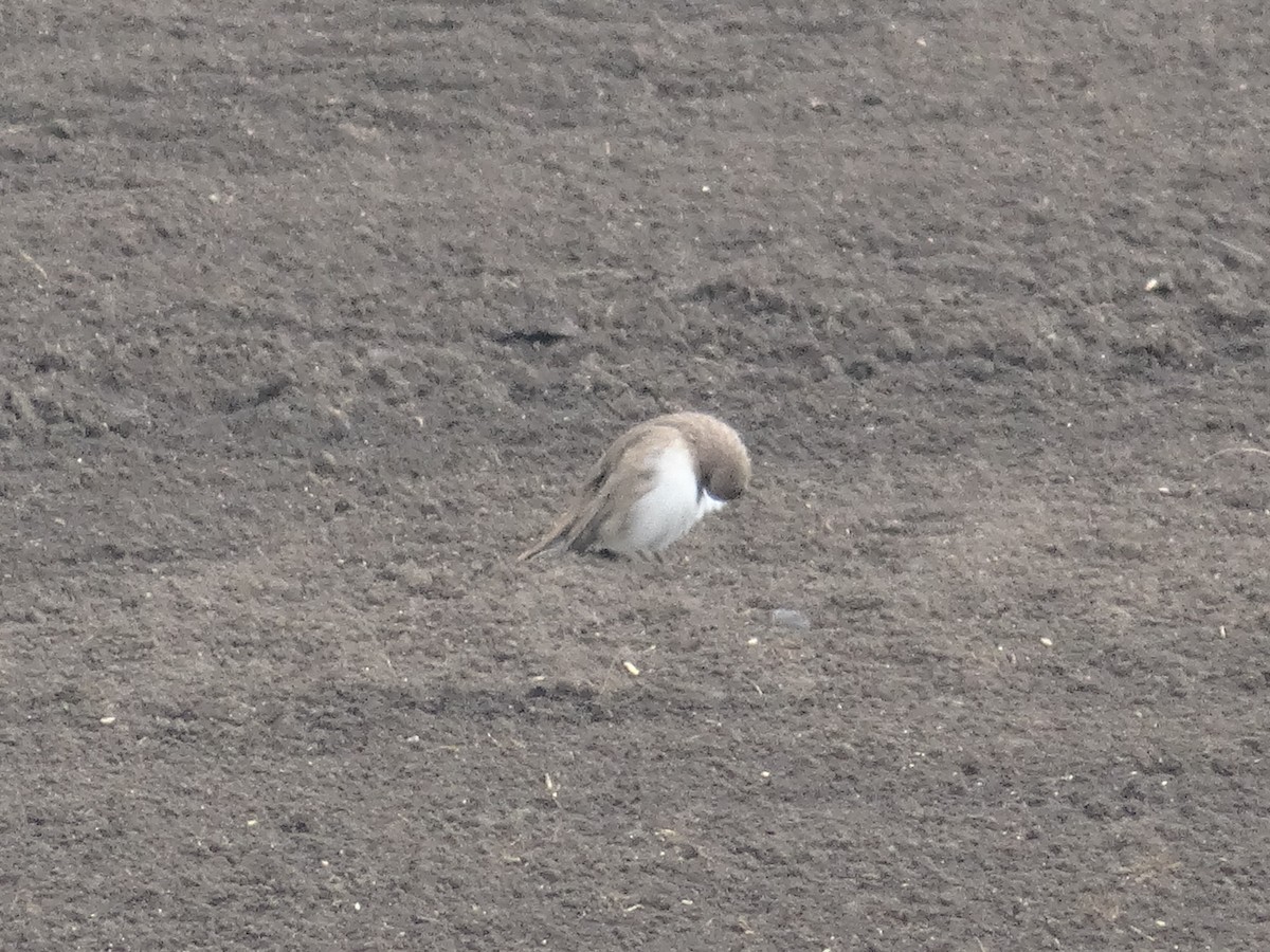Horned Lark - ML641118062