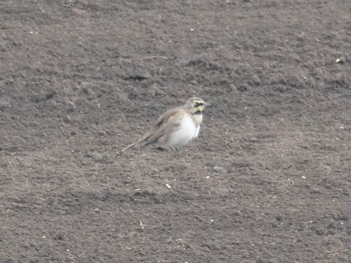 Horned Lark - ML641118073