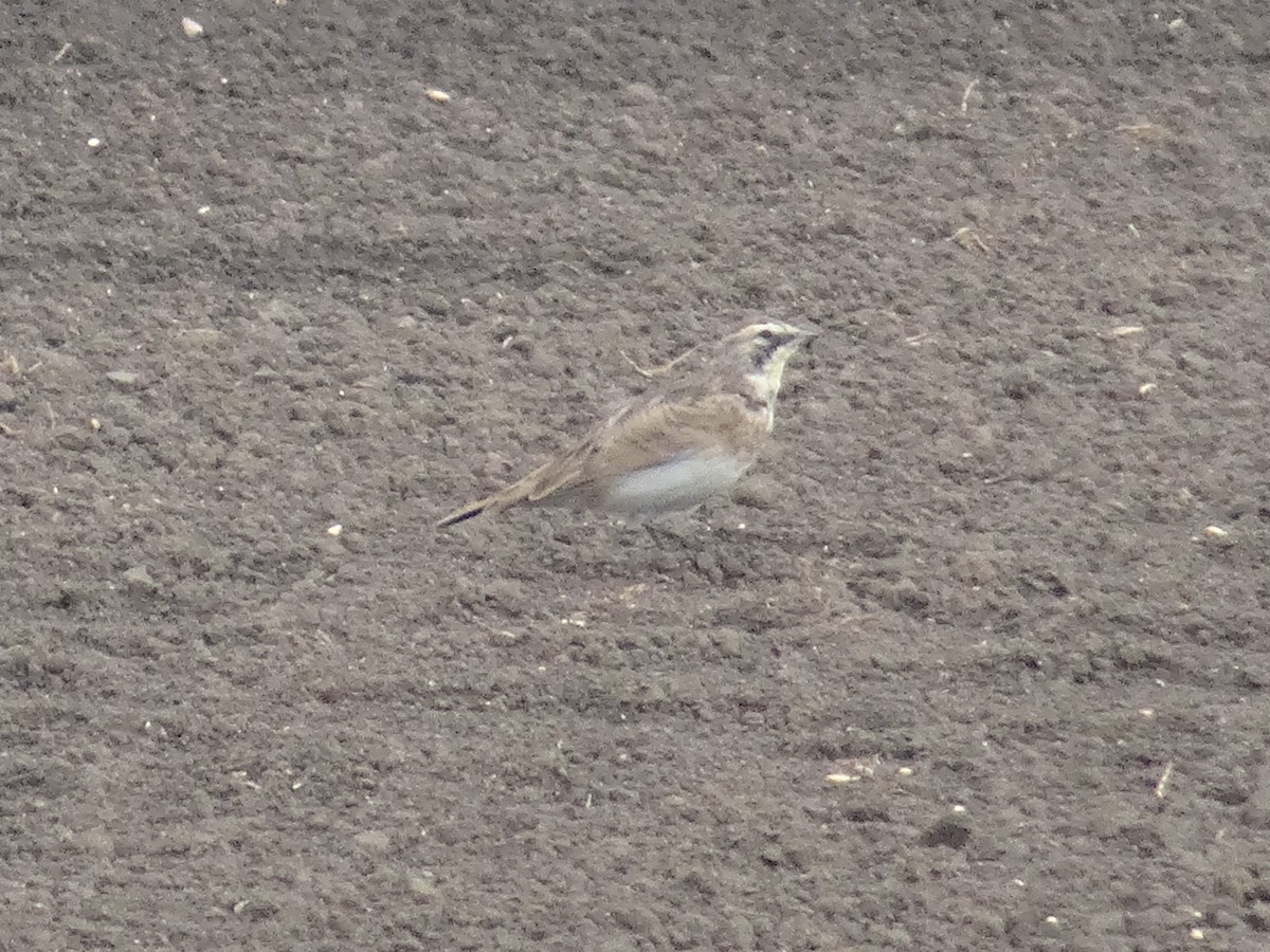 Horned Lark - ML641118077