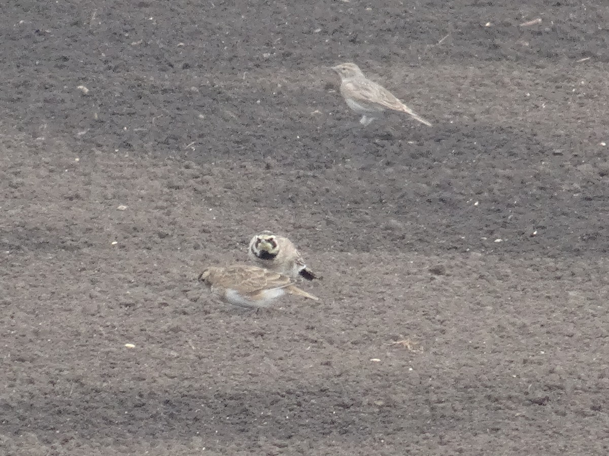 Horned Lark - ML641118080
